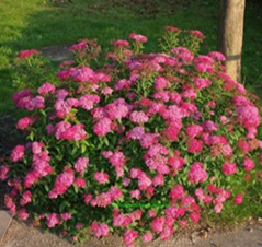     Spiraea japonica Anthony Waterer  